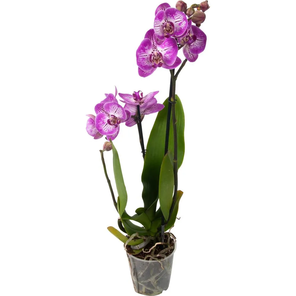 Фото Орхидея Фаленопсис Стандарт микс 1 стебель ø12 h60 см
