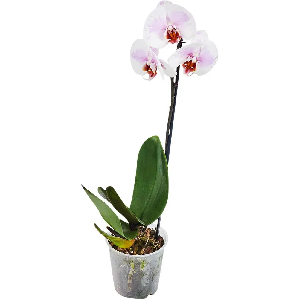 Фото Орхидея Фаленопсис Стандарт микс 1 стебель ø12 h50 см