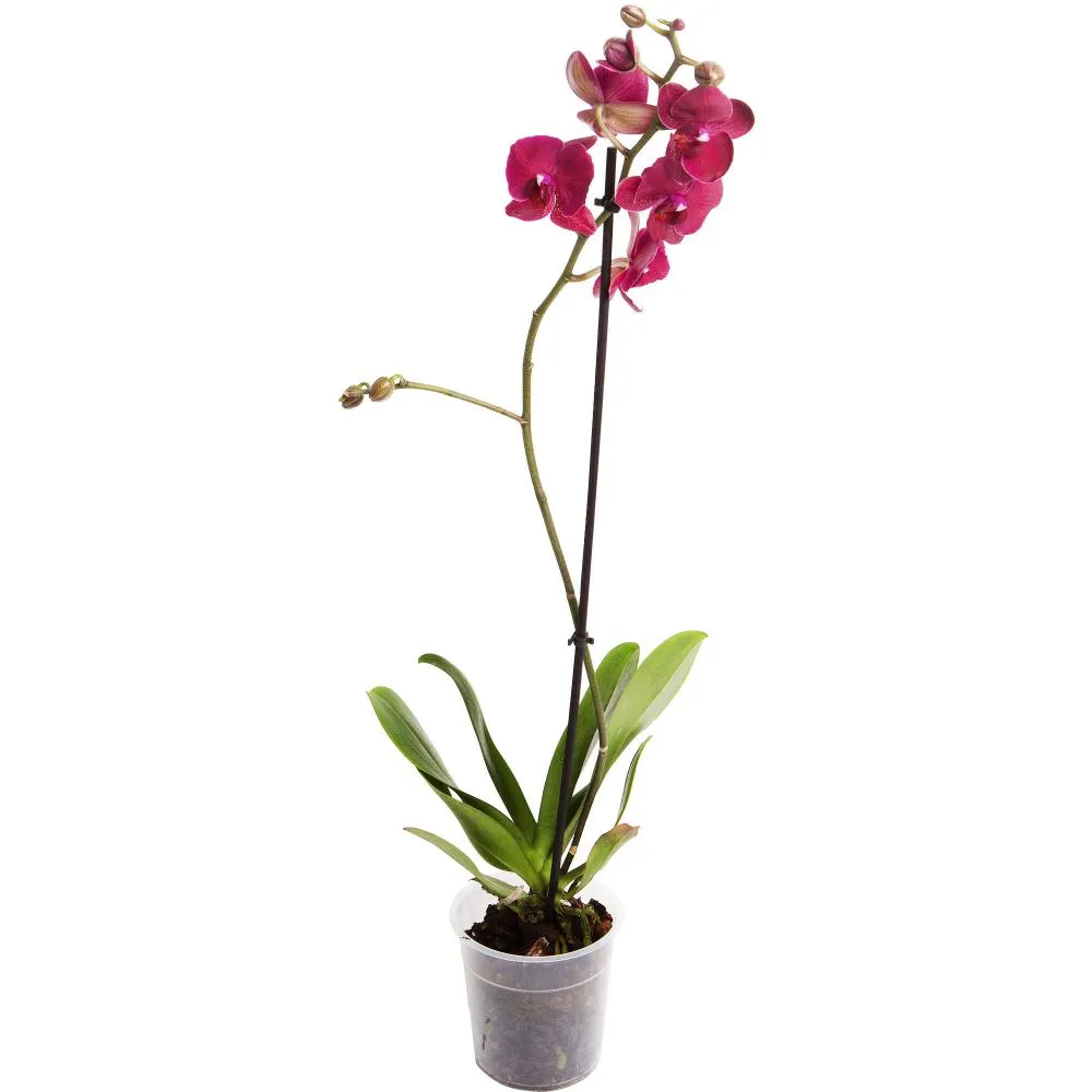 Фото Орхидея Фаленопсис микс 1 стебель ø12 h50 см