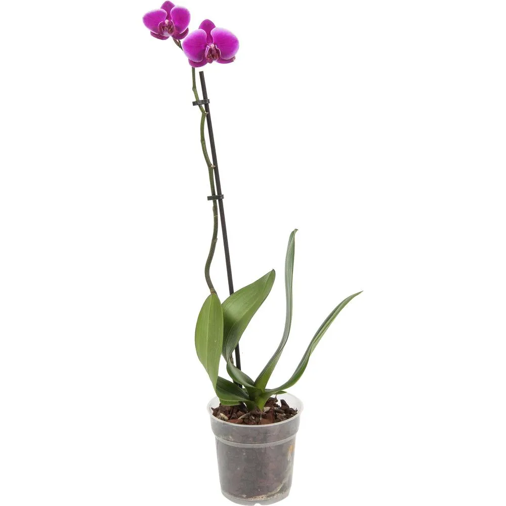 Фото Орхидея Фаленопсис микс 1 стебель ø12 h60 см
