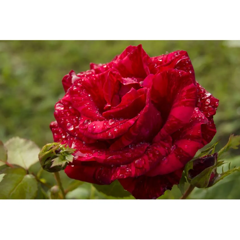 Фото Роза чайно-гибридная "Ред Интуишин" красная 19x55 см