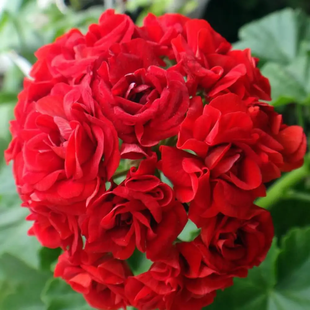 Фото Пеларгония коллекционная Rosebud Red