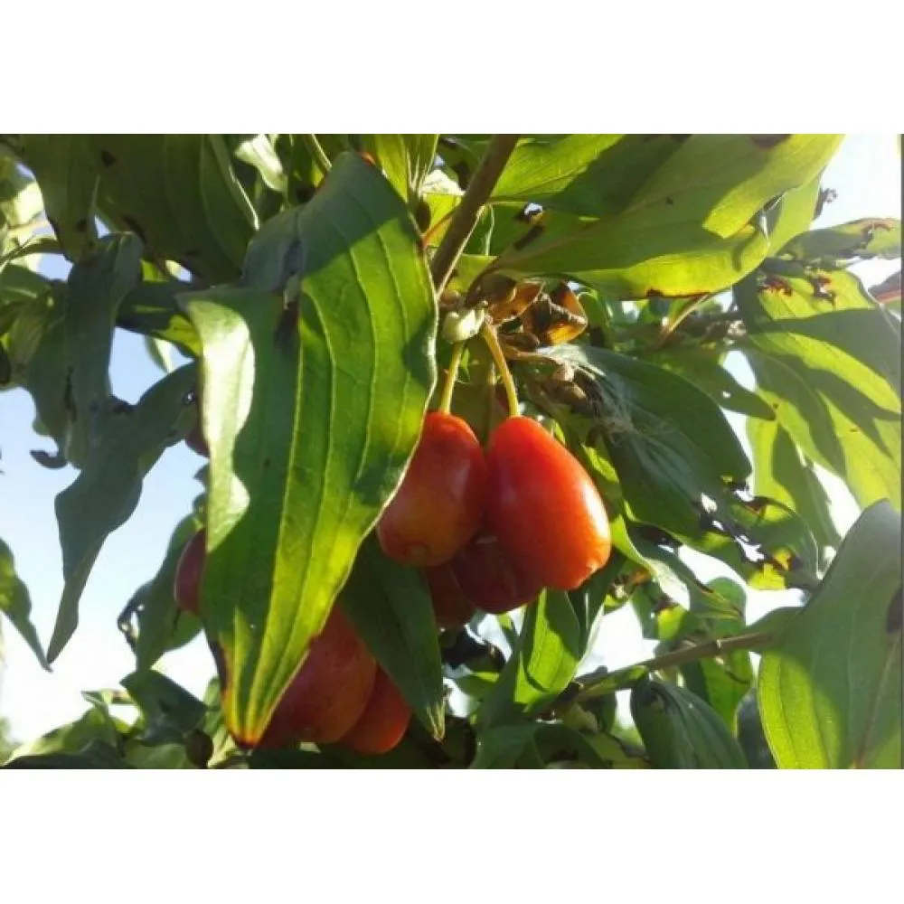 Фото Кизил плодовый "Настя" C2 высота 30 см