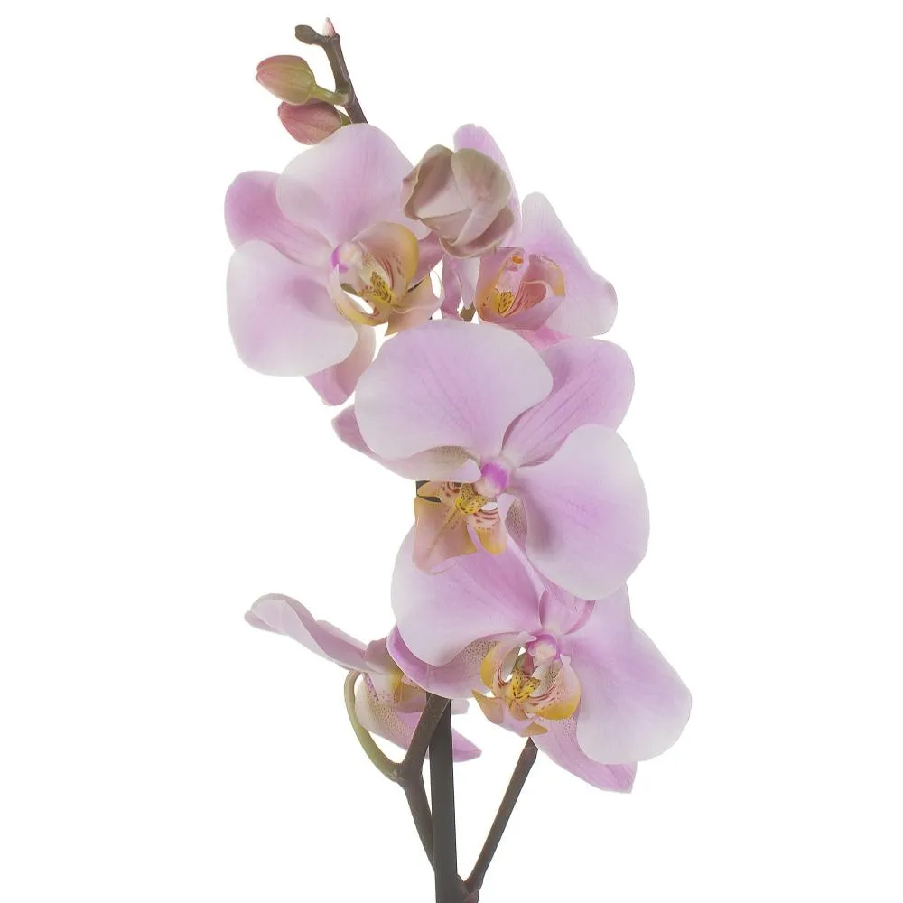 Фото Орхидея Фаленопсис промо ø12 h40 - 55 см