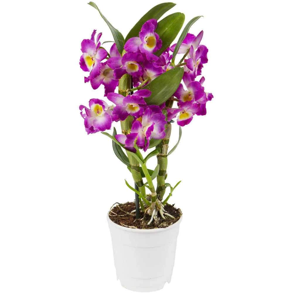 Фото Орхидея Дендробиум микс ø12 h45 см