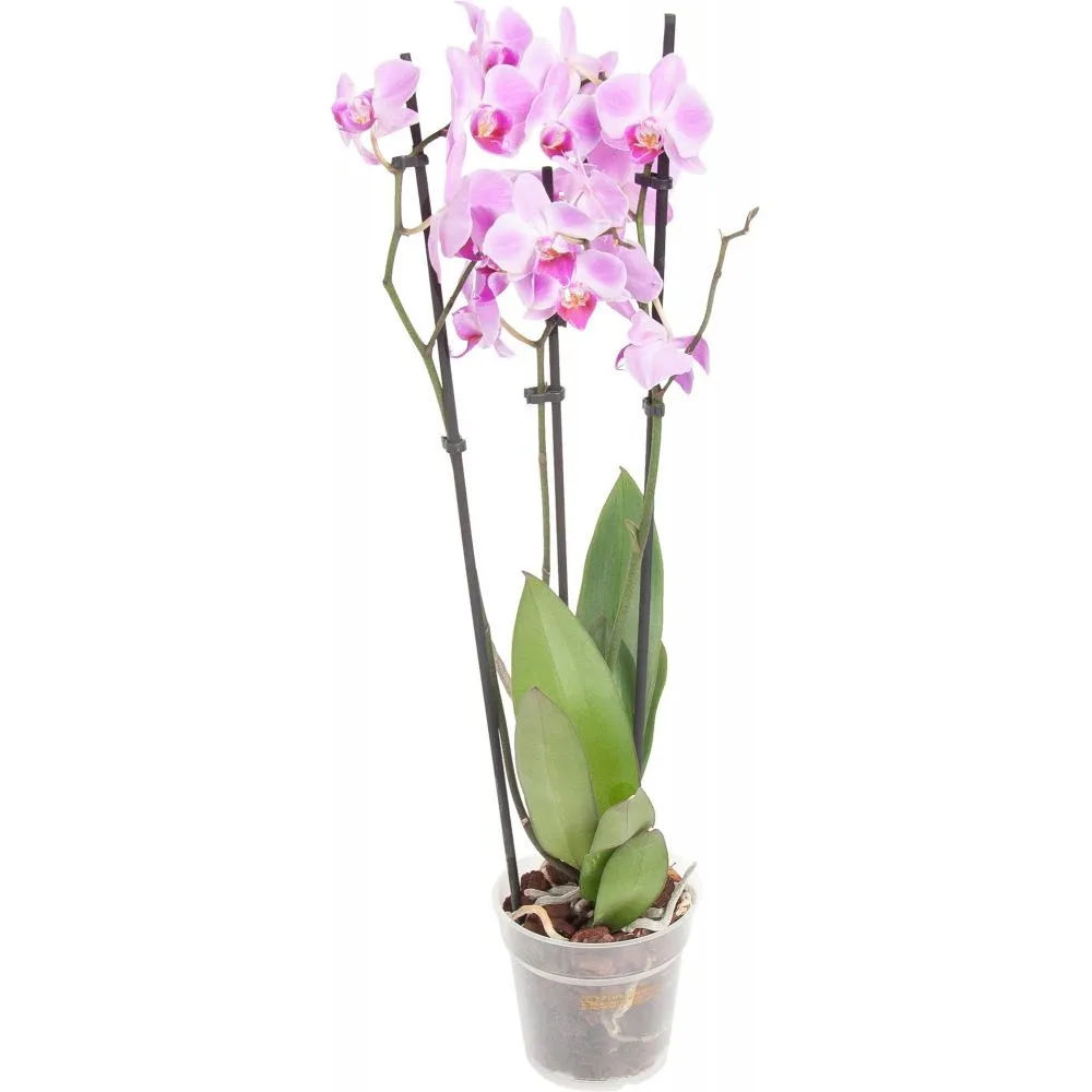 Фото Орхидея Фаленопсис ø12 h50 - 70 см