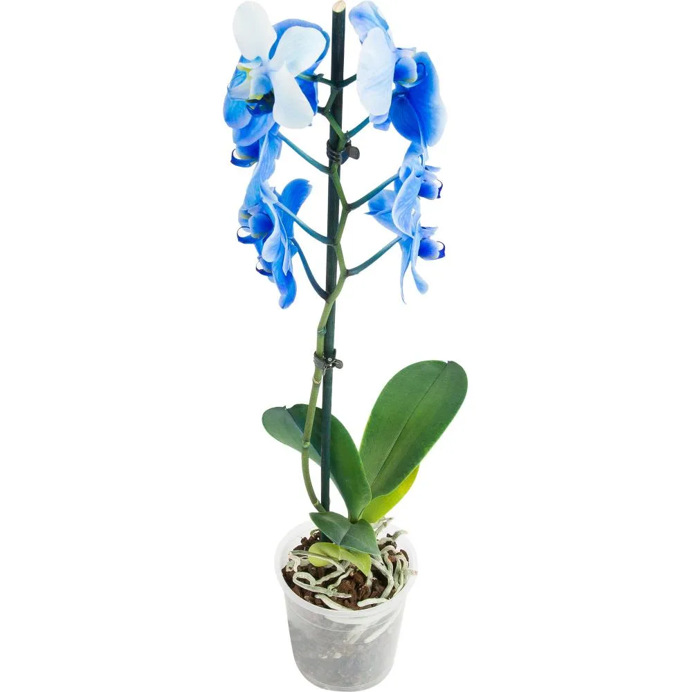 Фото Орхидея Фаленопсис Блю окрашенный ø12 h60 см синий