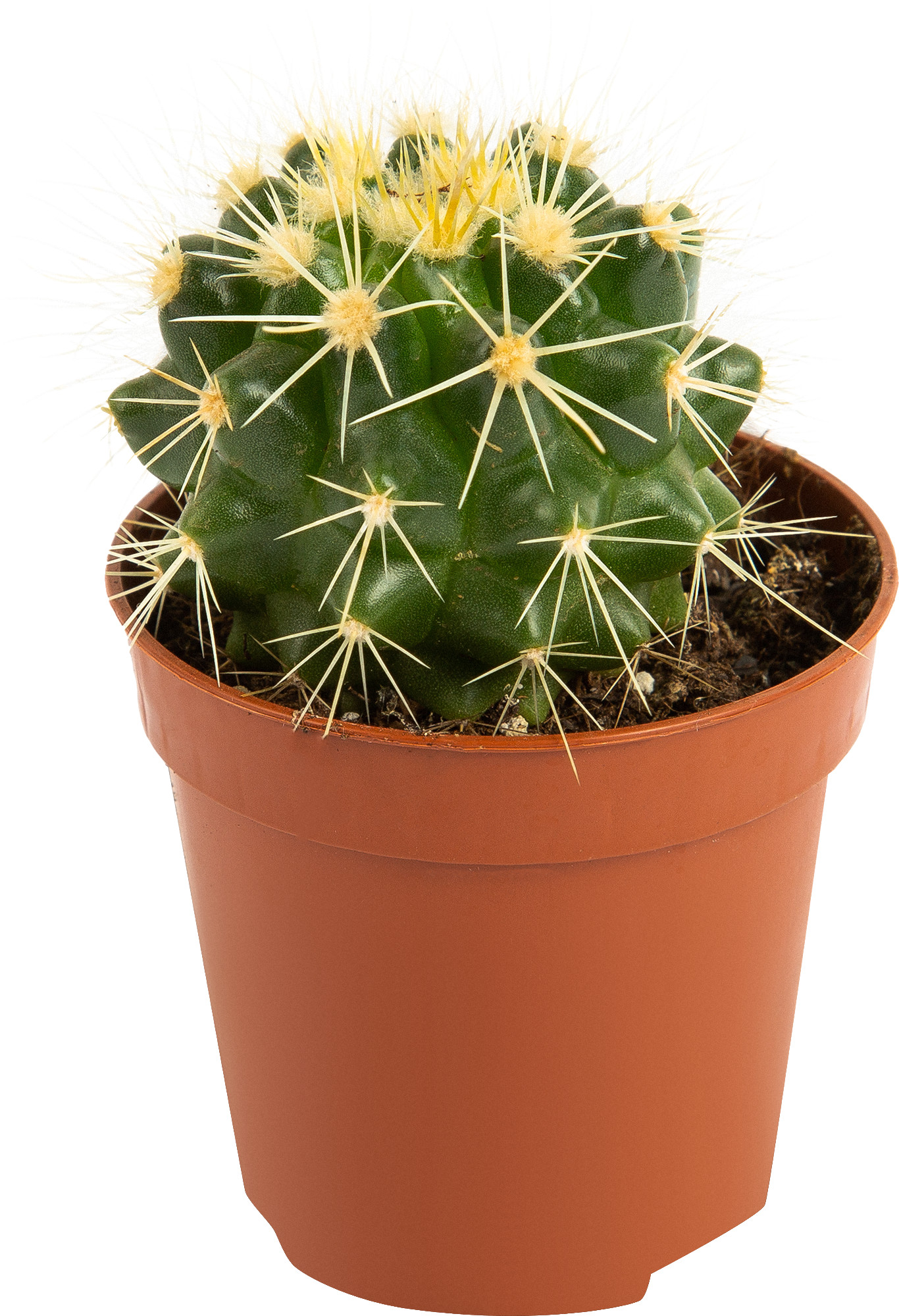 Кактусы Купить Интернет Магазин Недорого