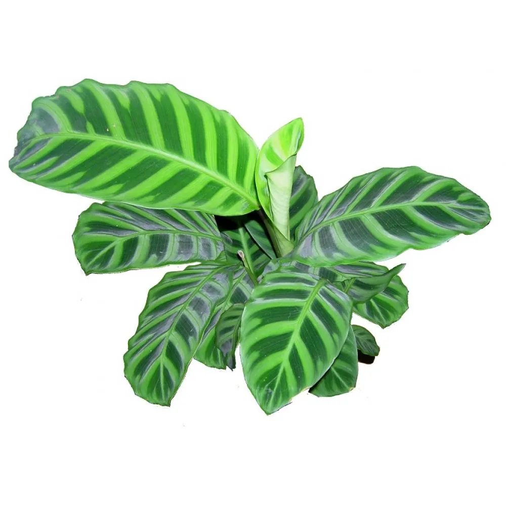 Фото Декоративно-лиственное растение Калатея мик ø6 h7-15 см