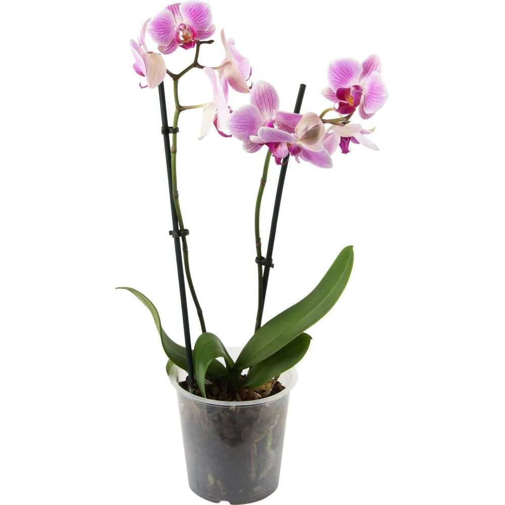 Фото Орхидея Фаленопсис микс 2 стебля ø12 h60 см