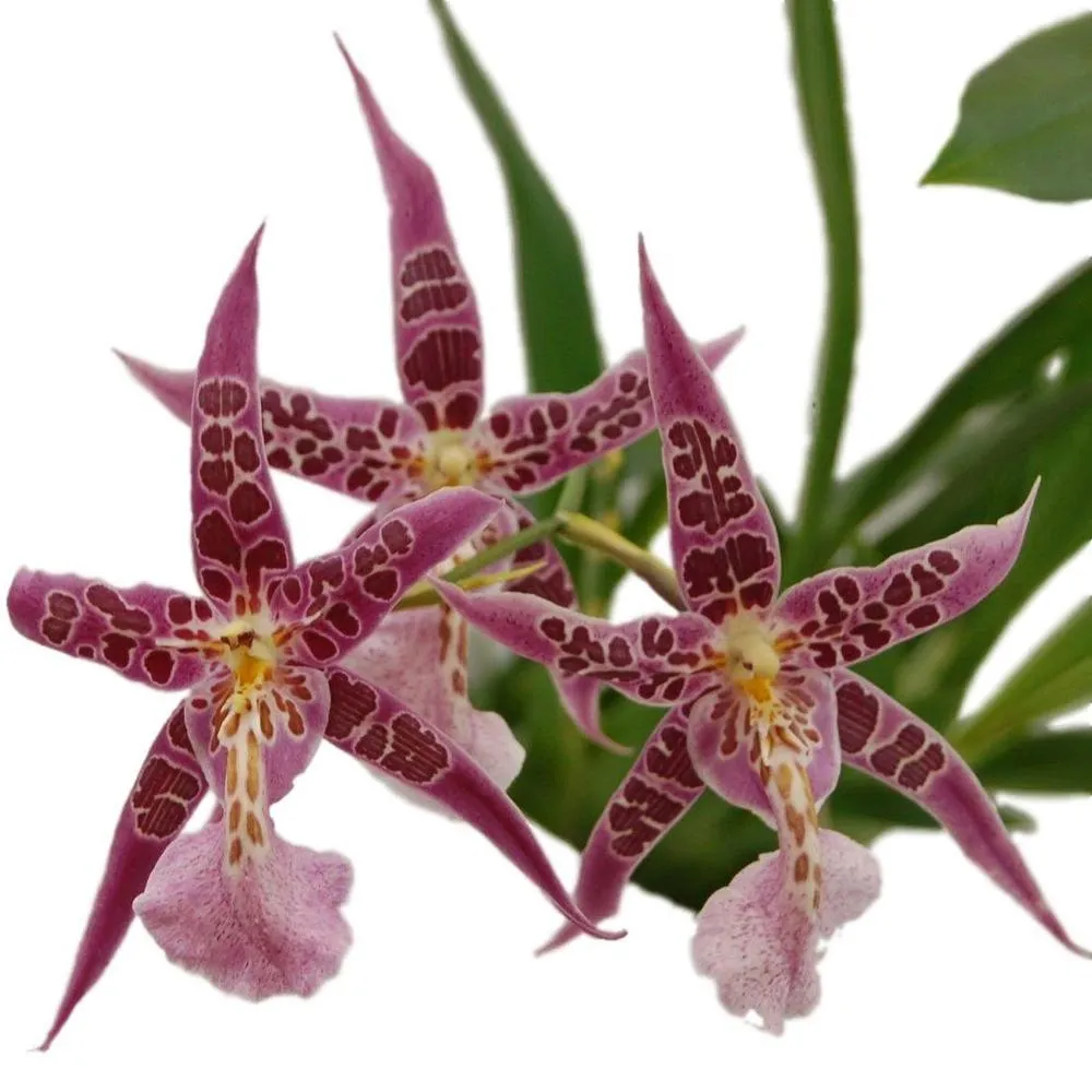 Фото Орхидея Камбрия микс ø12 h65 см