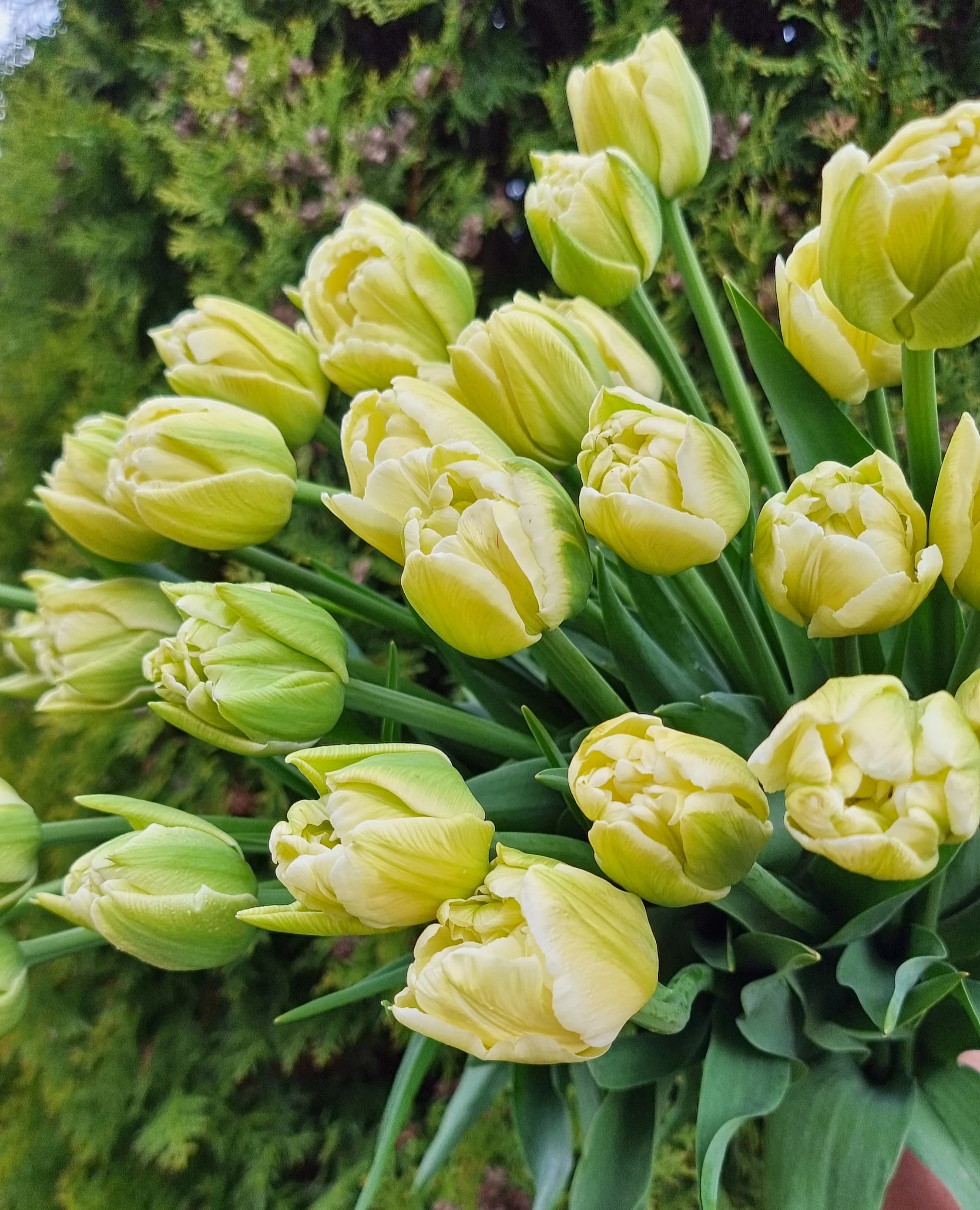 Фото Охапки свежих тюльпанов