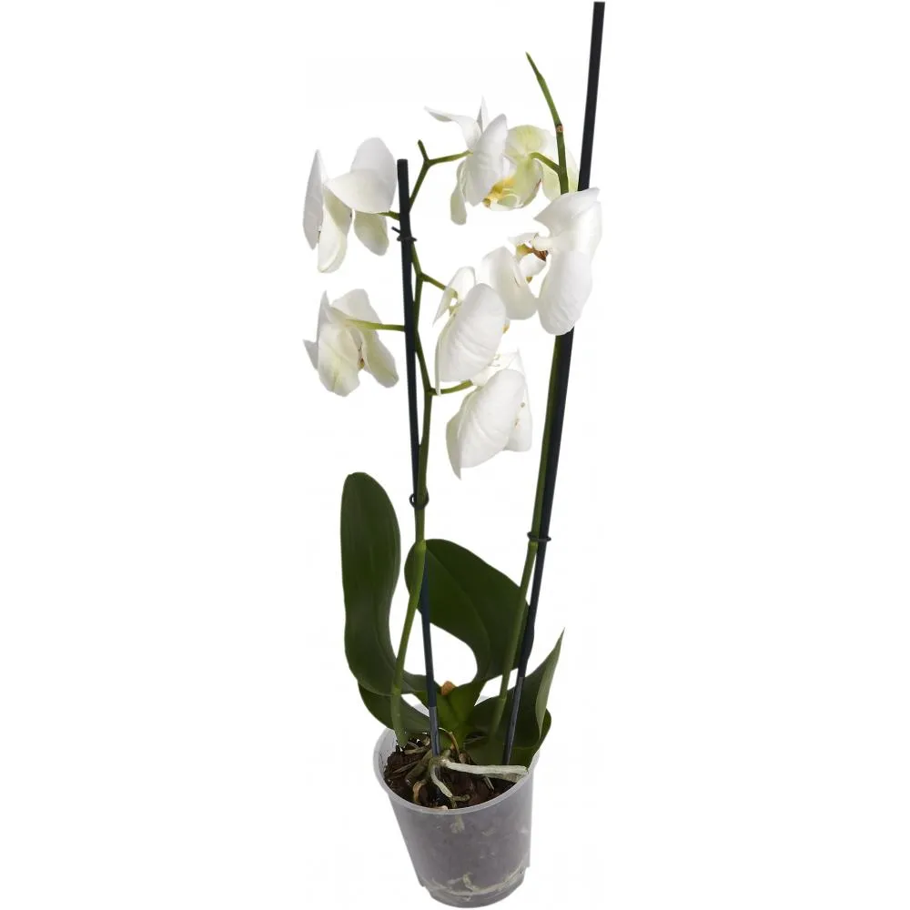 Фото Орхидея Фаленопсис Стандарт микс 2 стебля ø12 h50 см