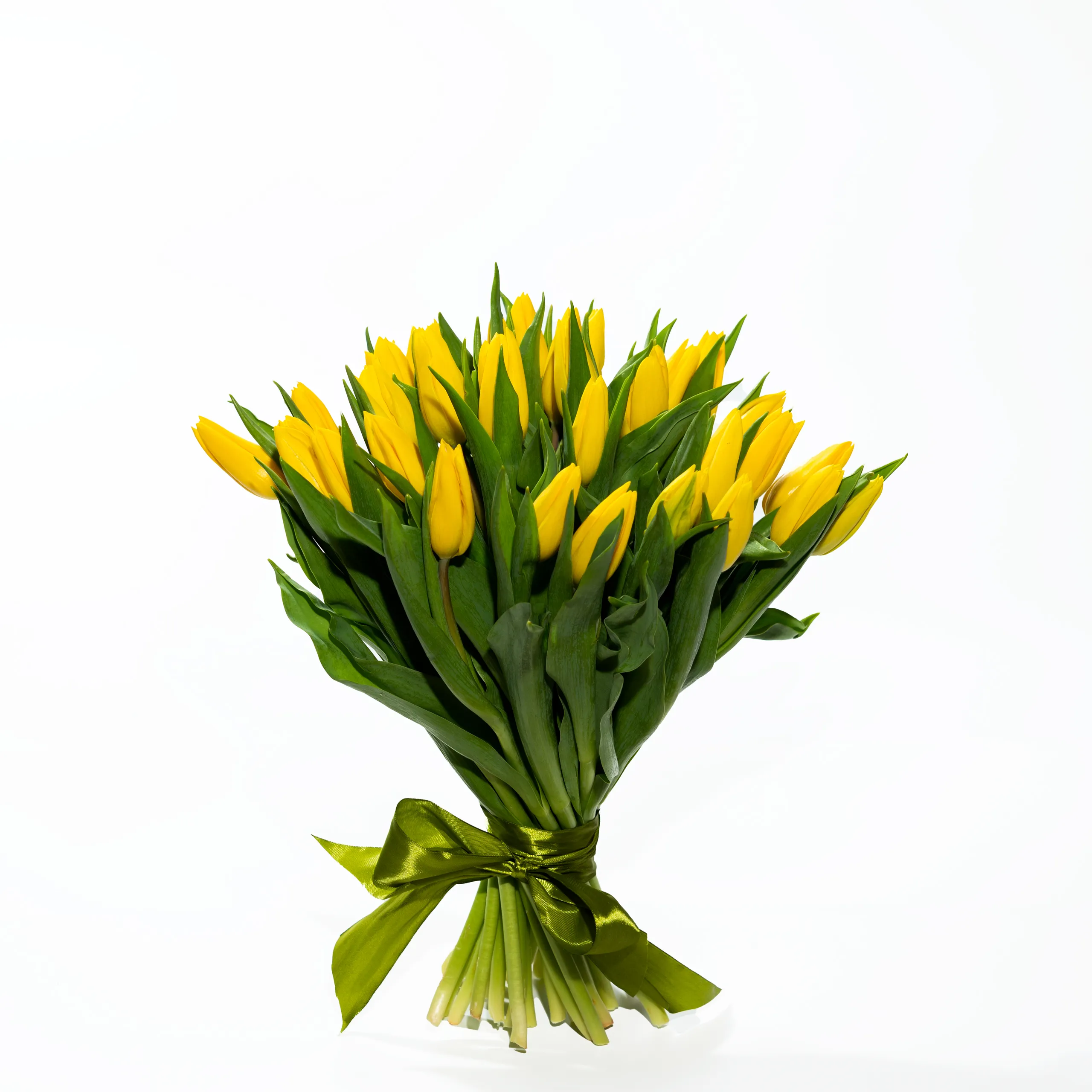 Фото 31 желтый тюльпан