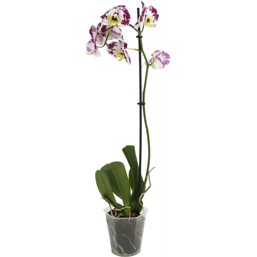 Фото Орхидея Фаленопсис 1 стебель ø12 h60 см