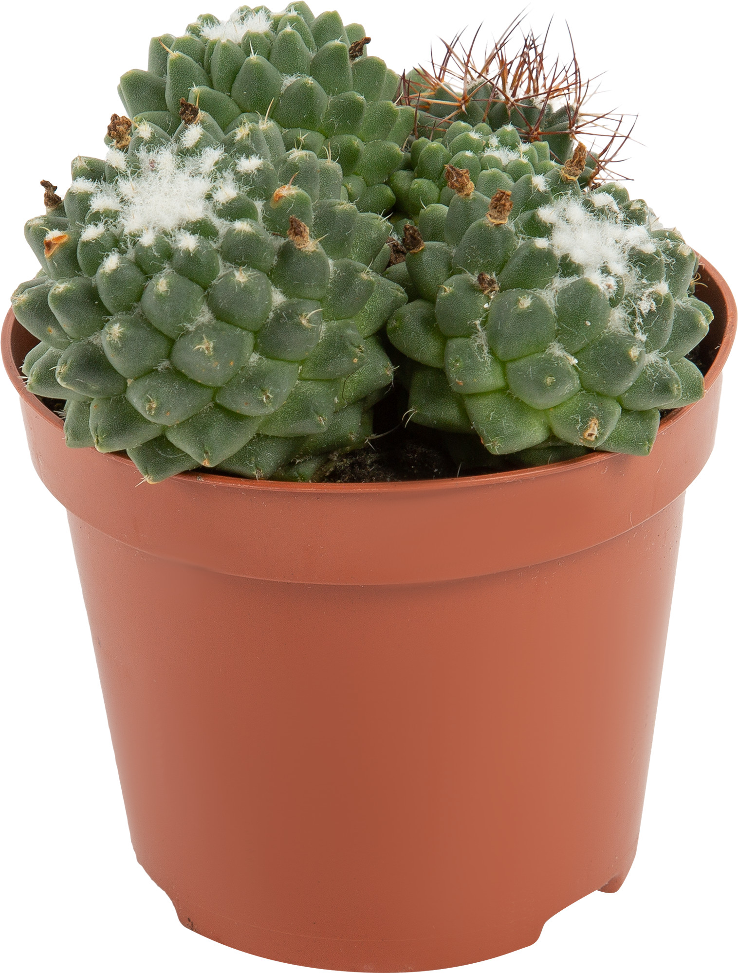 Кактусы Купить Интернет Магазин Недорого