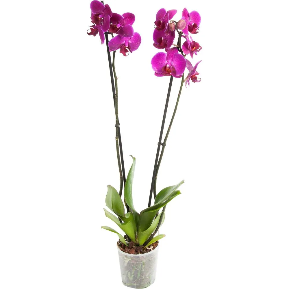 Фото Орхидея Фаленопсис микс 2 стебля ø12 h60 см Центр букетов
