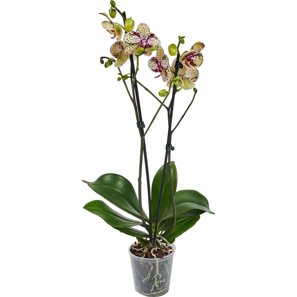 Фото Орхидея Фаленопсис микс 1 стебель ø12 h75 см
