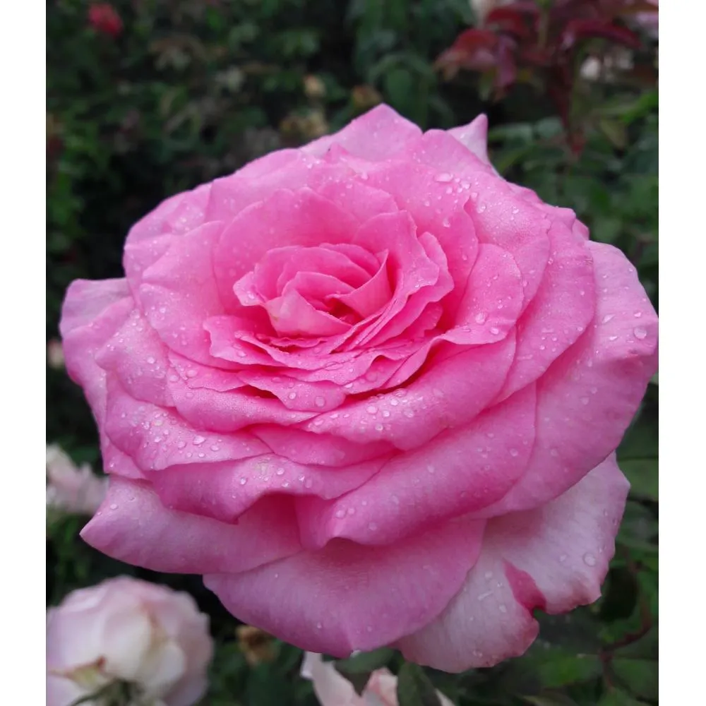 Фото Роза чайно-гибридная "Пароль" розовая 19x55 см