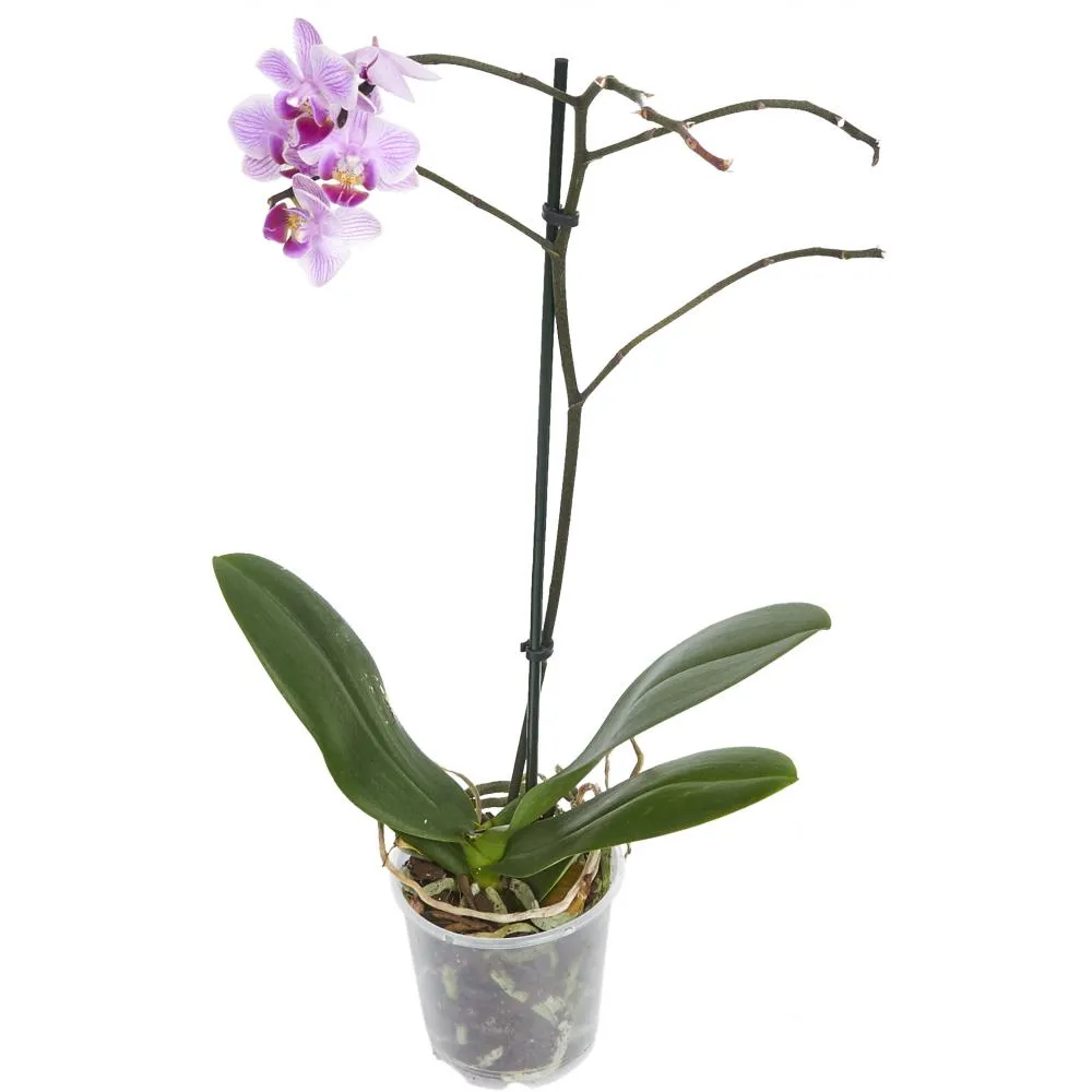 Фото Орхидея Фаленопсис 2 стебля ø9 h40 см Цветочный альянс