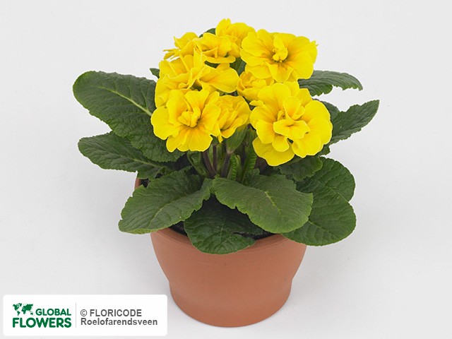 Фото вида Примула акаулис "Dubbel Dreamer Yellow".