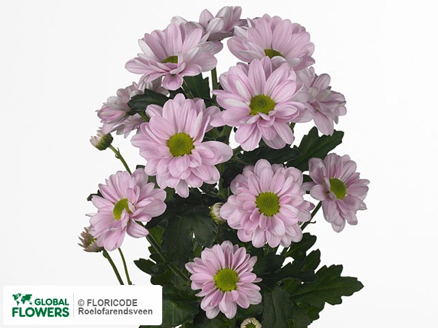 Photo Chrysanthemum (Indicum Grp) tros 'Bacardi Pearl'.