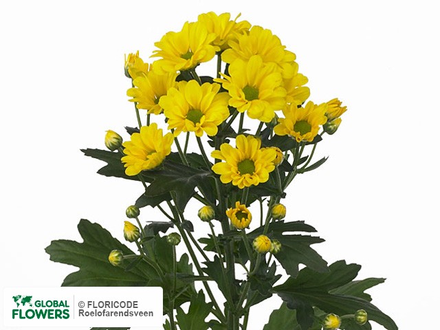 Photo Chrysanthemum (Indicum Grp) tros santini 'Pedrosa'.