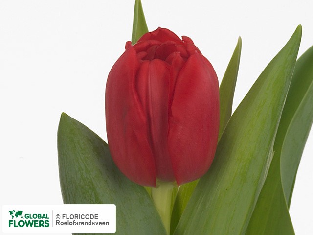 Photo Tulipa (Double Early Grp) 'Largo'.