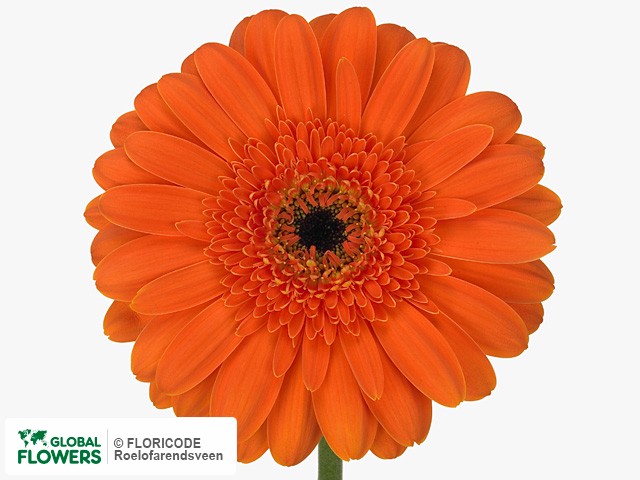 Photo Gerbera grootbloemig 'Atletico'.