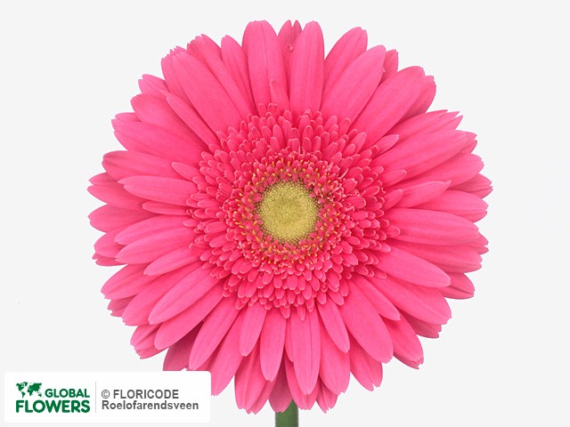 Photo Gerbera grootbloemig Banesa.