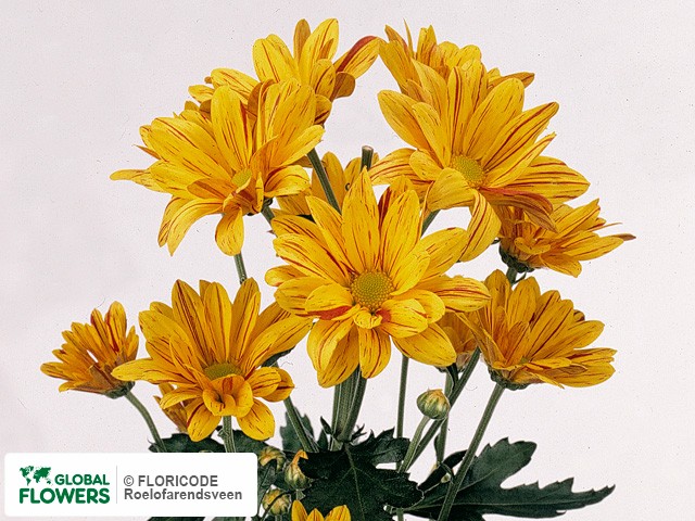 Photo Chrysanthemum (Indicum Grp) tros Artist Yellow.