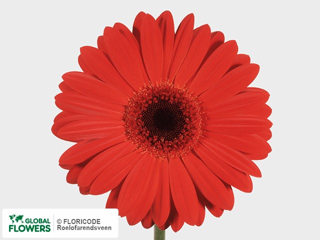 Photo Gerbera grootbloemig 'Beauty'.