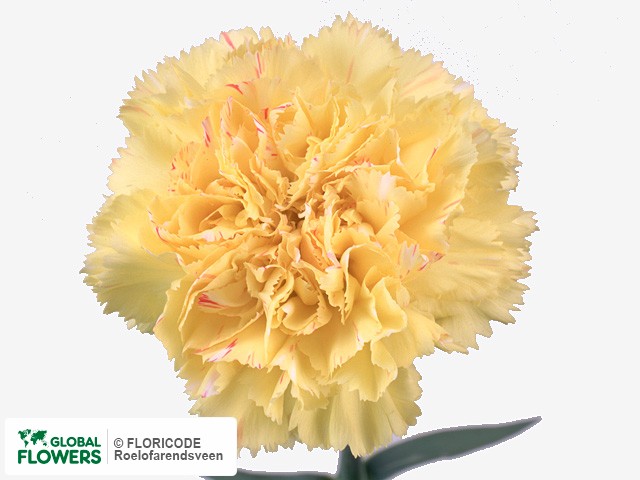 Фото вида Гвоздика "Yellow Solar".