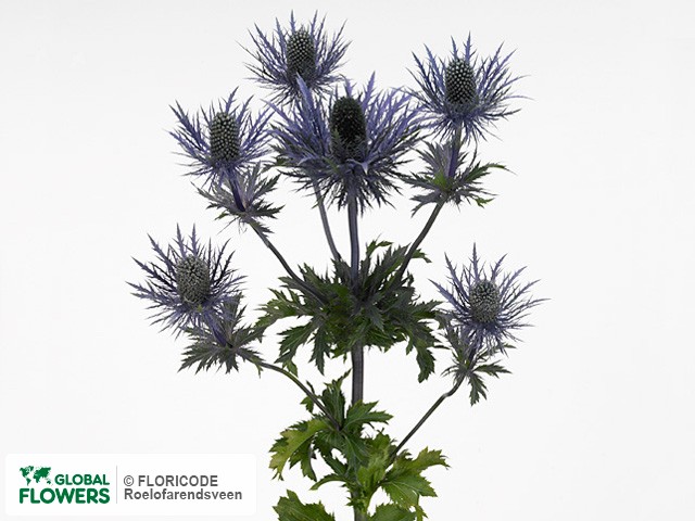 РЎРёРЅРµРіРѕР»РѕРІРЅРёРє Eryngium alpinum