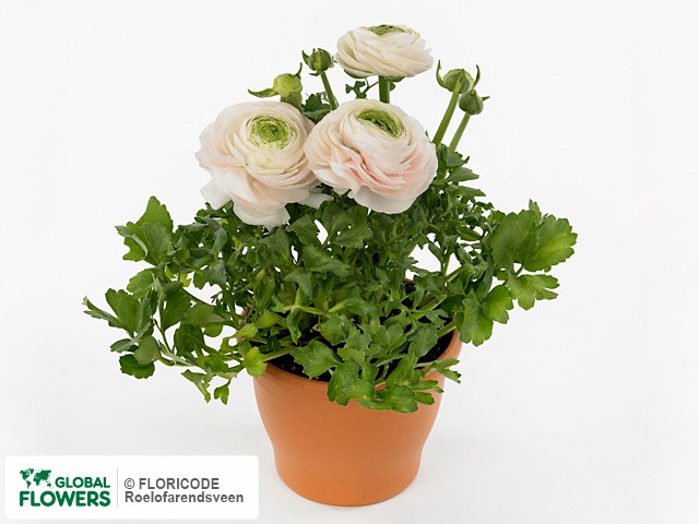 Photo Ranunculus asiaticus Success Rio.