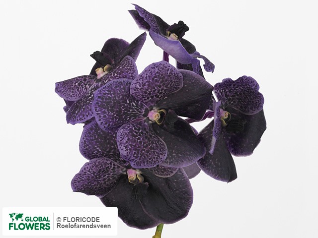 Фото вида Ванда "Roberts Delight Black Purple Beauty".