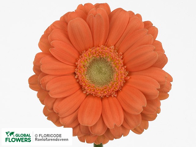 Photo Gerbera mini 'Adamo'.