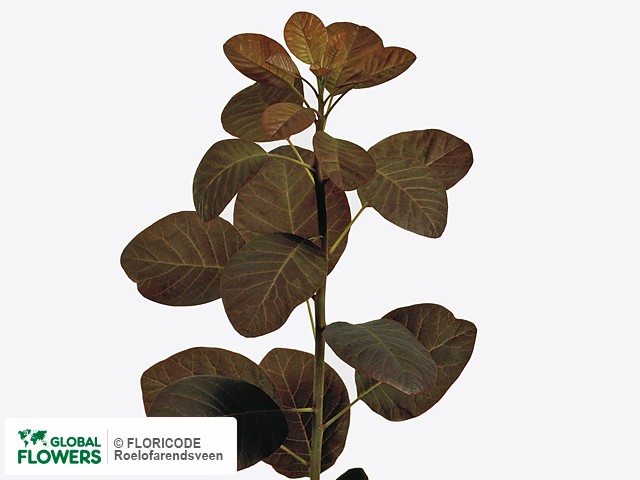 Фото вида Скумпия кожевенная "Royal Purple".