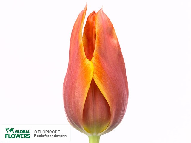 Photo Tulipa (Lily-flowered Grp) 'Cobra'.