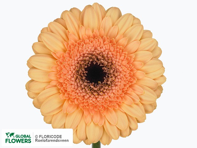 Photo Gerbera mini 'Pulsar'.