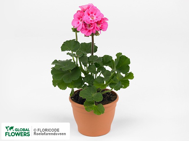 Фото вида Пеларгония зональная "Savannah Pink".