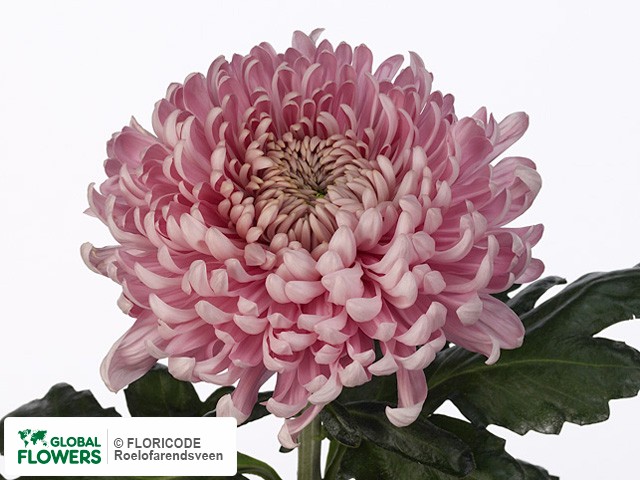 Photo Chrysanthemum (Indicum Grp) geplozen 'Holiday'.