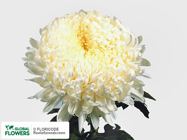 Photo Chrysanthemum (Indicum Grp) geplozen 'Fred Shoesmith'.