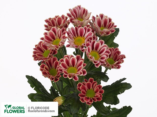 Photo Chrysanthemum (Indicum Grp) tros santini Zebra Dark.