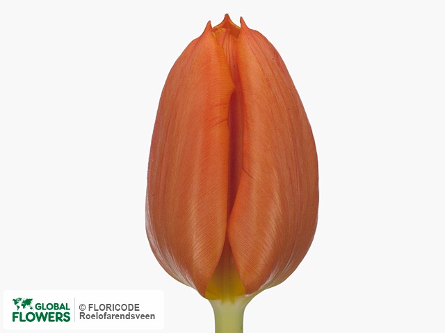 Photo Tulipa (Triumph Grp) 'Pako'.