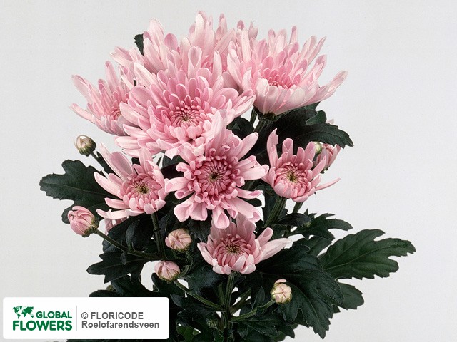 Photo Chrysanthemum (Indicum Grp) tros Libelle Pink.