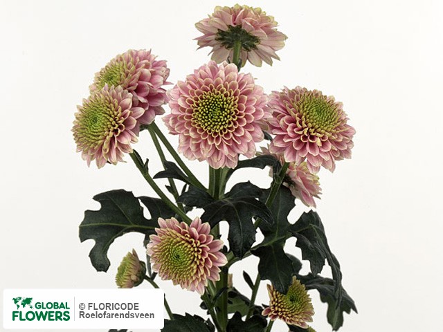 Photo Chrysanthemum (Indicum Grp) tros AAA Jeanny Pink.