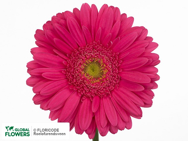 Photo Gerbera grootbloemig 'Amarantha'.