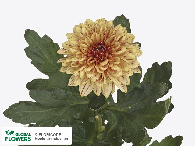 Фото вида Хризантема одноголовая "Pip Sunny".