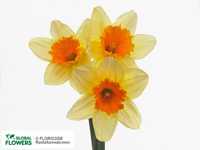 Photo Narcissus (Large-cupped Grp) 'Fortissimo'.